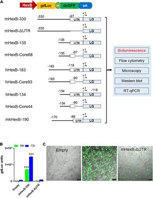 Microglia-Specific Promoter Activities of HEXB Gene